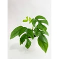 thumbnail image 1 of Bumble Plants 12" Green Rhaphidophora Tetrasperma Live Plants in 6" Grower Pots (2 Count), 1 of 5