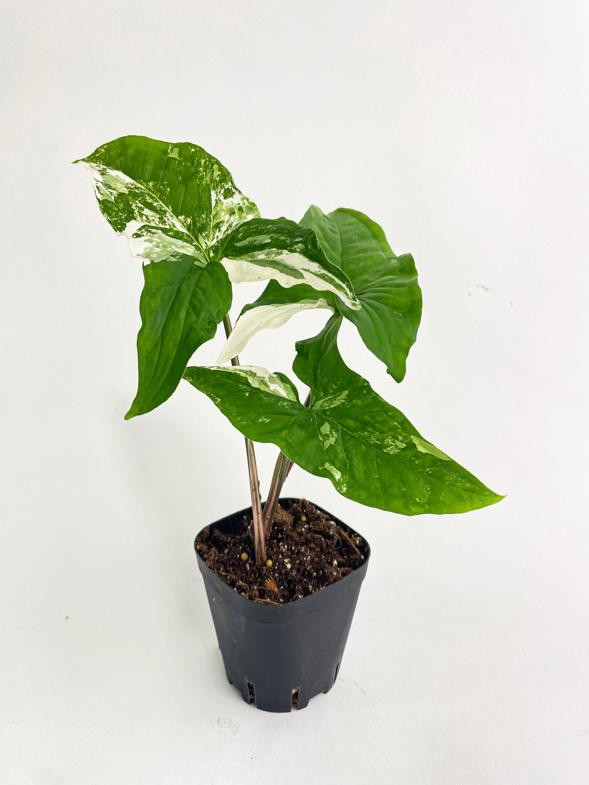 Bumble Plants 12" Marble Syngonium Podophyllum Albo Variegata Live Plants  in 4" Nursery Pots - Walmart.com