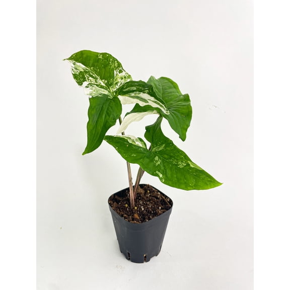 Bumble Plants 12" Marble Syngonium Podophyllum Albo Variegata Live Plants in 4" Nursery Pots