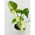 thumbnail image 1 of Bumble Plants 12" Marble Syngonium Podophyllum Albo Variegata Live Plants in 4" Nursery Pots, 1 of 7