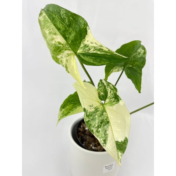Bumble Plants 12" Marble Syngonium Podophyllum Albo Variegata Live Plants in 4" Nursery Pots
