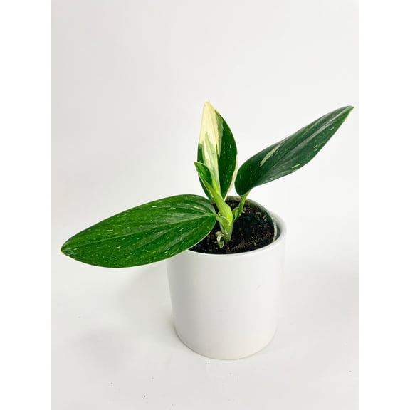Bumble Plants 12" Monstera Standleyana Albo Variegata Live Plants in 4" Nursery Pots, Fenestration