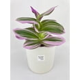 thumbnail image 1 of Bumble Plants 4 Inch Tradescantia Bubblegum Lilac Live Plant in Nursery Pot, 1 of 7