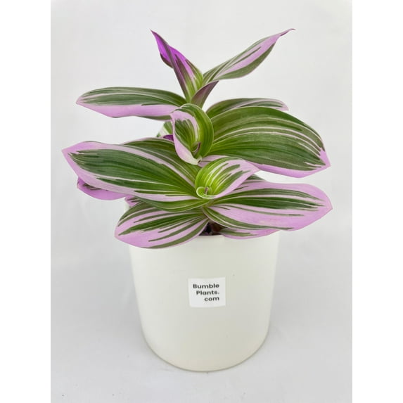 Bumble Plants 4 Inch Tradescantia Bubblegum Lilac Live Plant in Nursery Pot