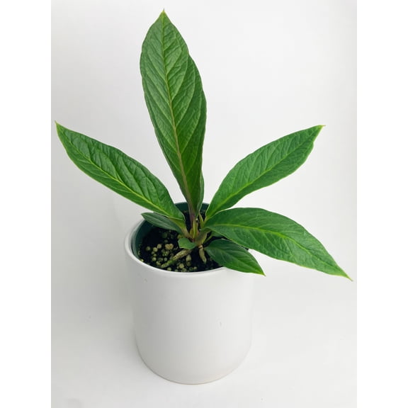 Bumble Plants Anthurium Cobra Hybrid - Full Live Colorful Houseplant in Nursery Pot, Easy Care, Indoor Plant for Beginners