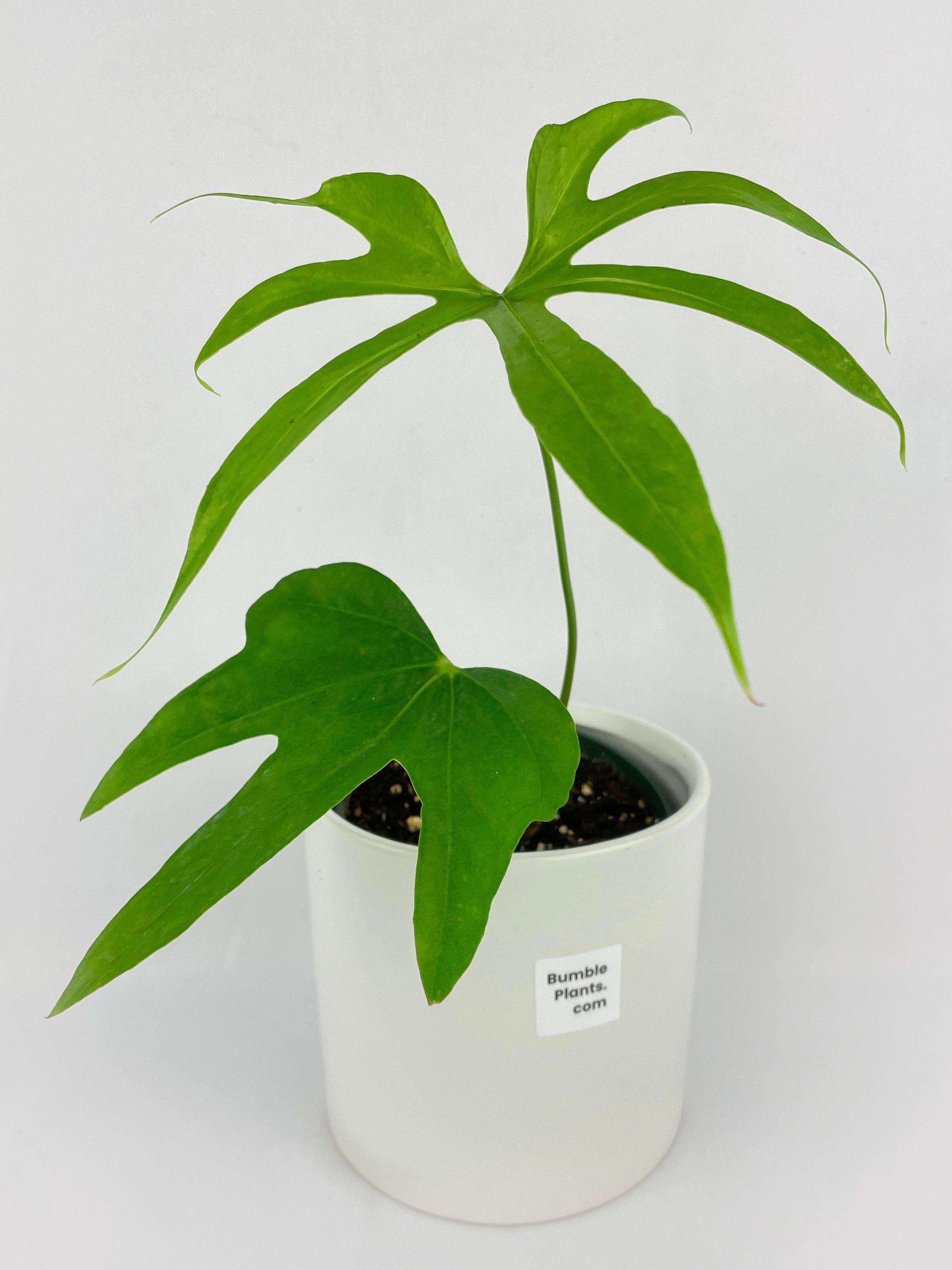 Bumble Plants Anthurium Pedatoradiatum - Full Live Colorful Houseplant in Nursery Pot, Easy Care, Indoor Plant for Beginners