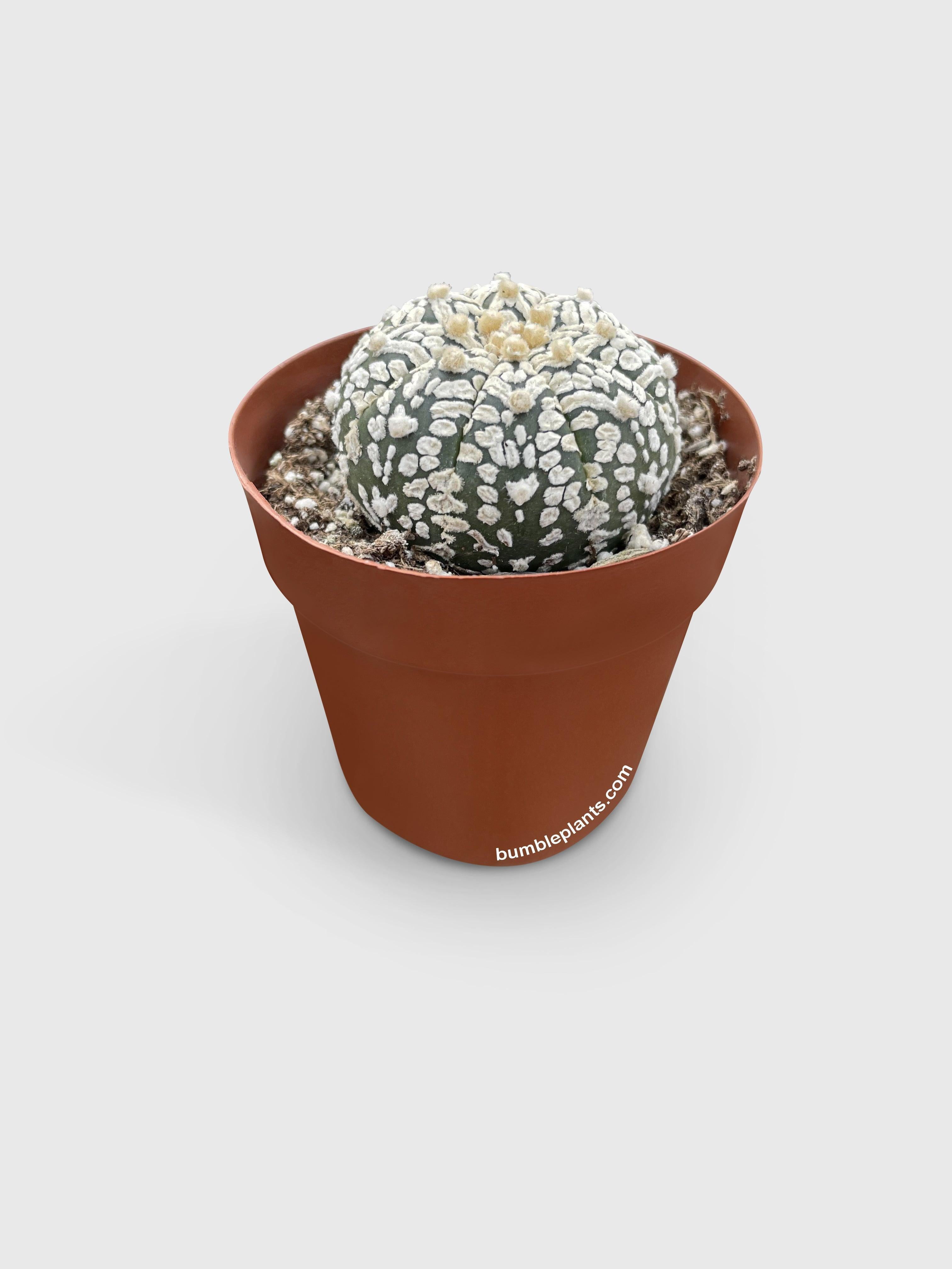 Bumble Plants Astrophytum Asterias Sand Dollar Cactus - Full Live Colorful Houseplant in Nursery Pot, Easy Care, Indoor Plant for Beginners