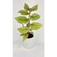 thumbnail image 1 of Bumble Plants Begonia Angel Wings “Frosty” - Full Live Colorful Houseplant in Nursery Pot, Easy Care, Indoor Plant for Beginners, 1 of 4