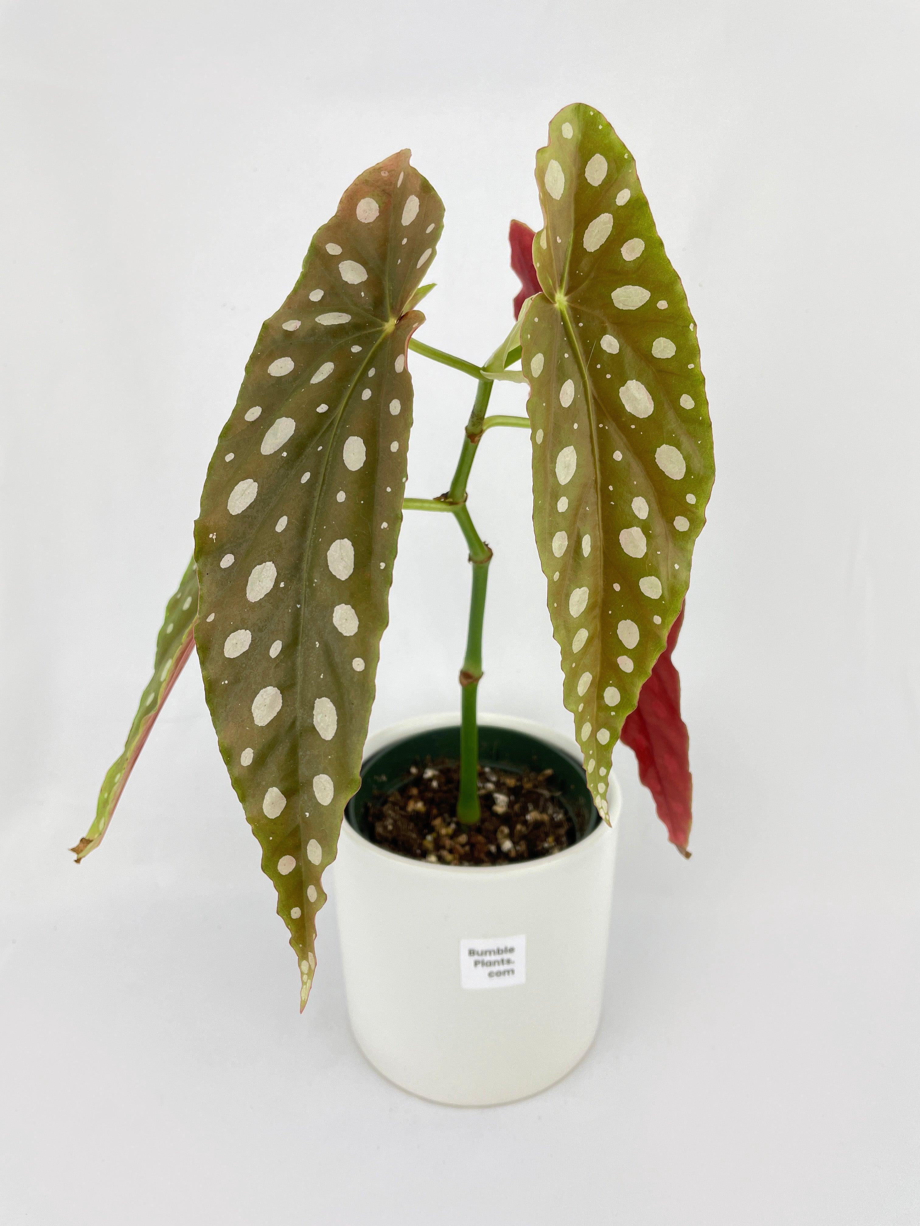 Bumble Plants Begonia Maculata - Full Live Colorful Houseplant in Nursery Pot, Easy Care, Indoor Plant for Beginners