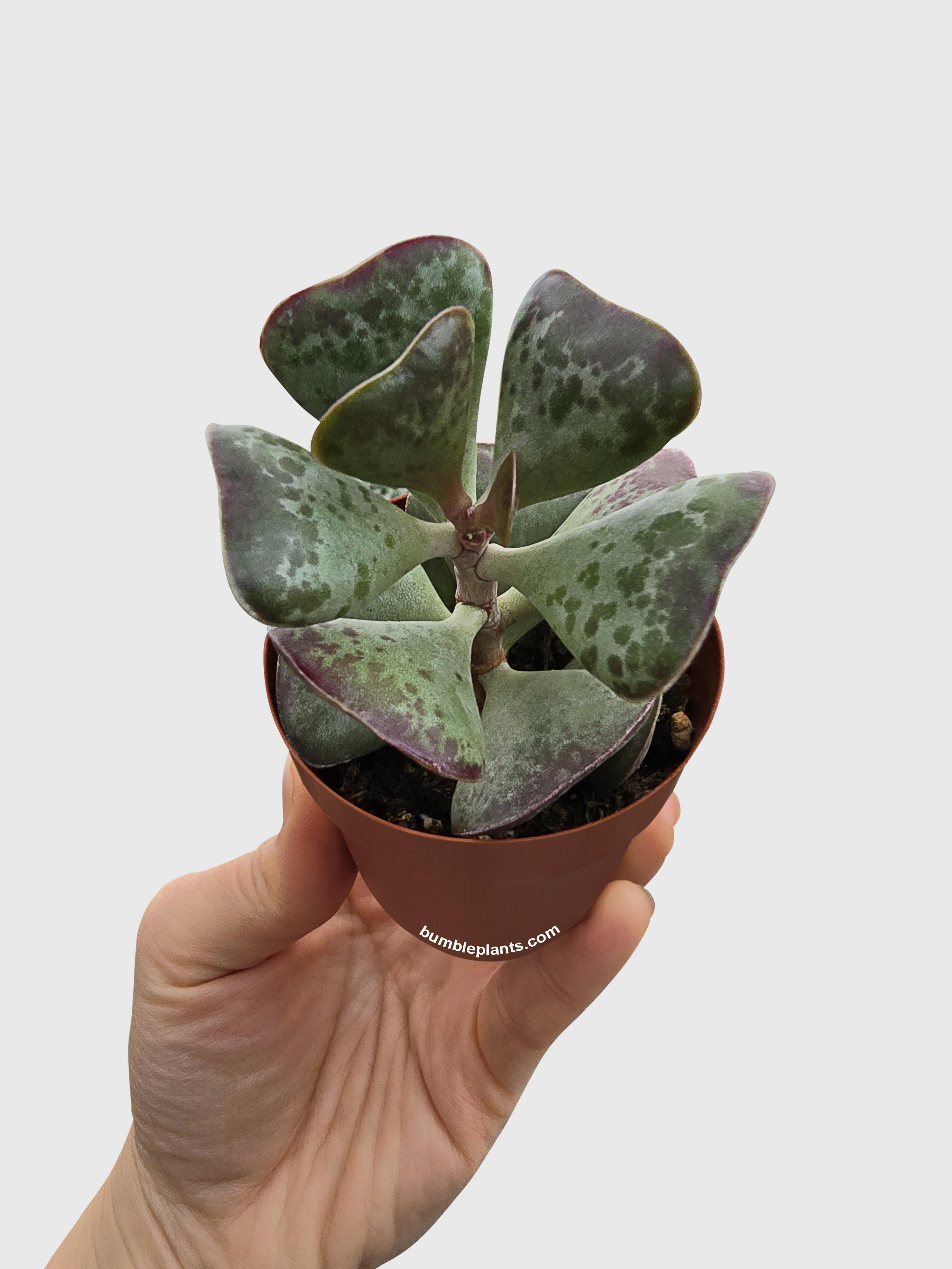 Bumble Plants Calico Hearts Succulent - Full Live Colorful Houseplant in Nursery Pot, Easy Care, Indoor Plant for Beginners