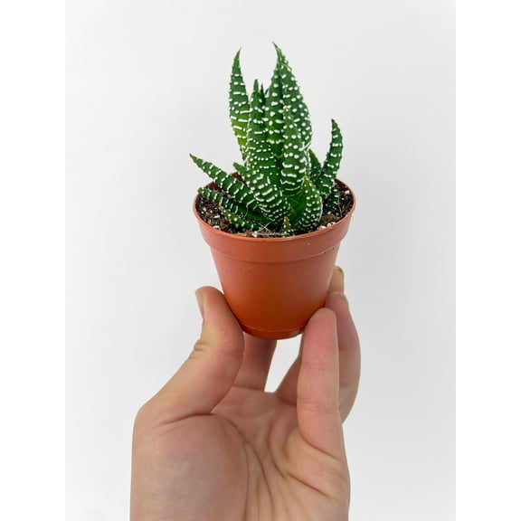 Bumble Plants Haworthia Zebra Succulent Live Plant