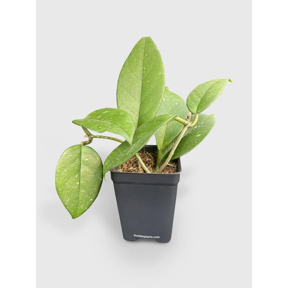Bumble Plants Hoya Fungii - Full Live Colorful Houseplant in Nursery Pot, Easy Care, Indoor Plant for Beginners