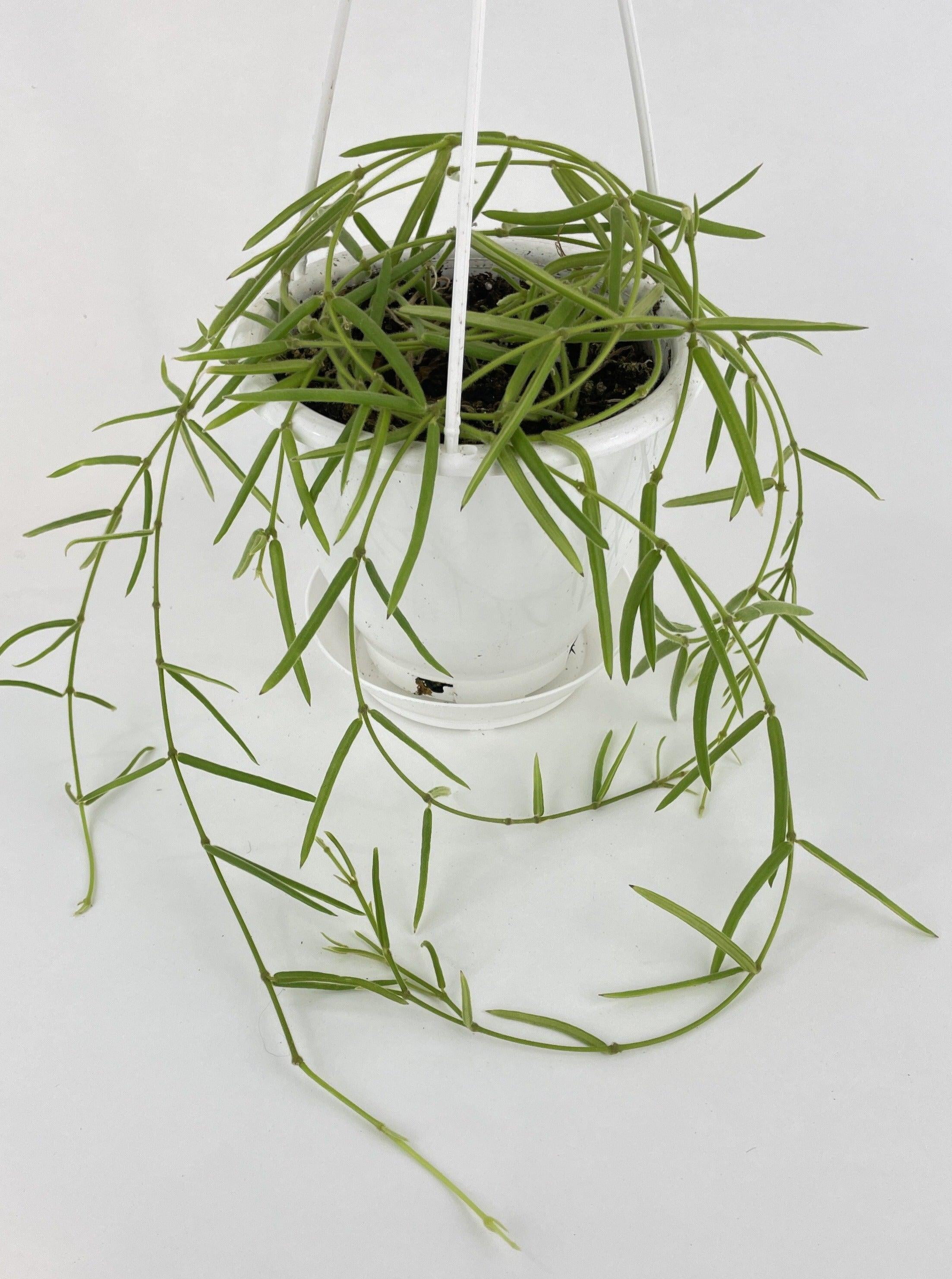 Bumble Plants Hoya Linearis - Full Live Colorful Houseplant in Nursery Pot, Easy Care, Indoor Plant for Beginners