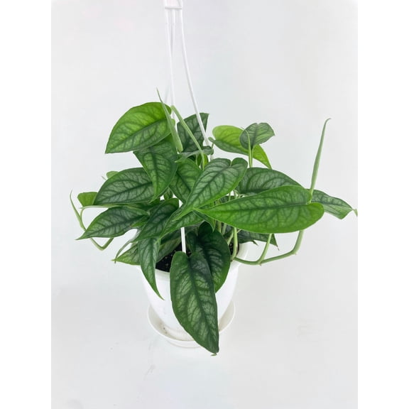 Bumble Plants Monstera Siltepecana Live Plant in 45" Hanging Pot, Rare Veiny Textured Foliage