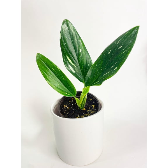 Bumble Plants Monstera Standleyana Albo Variegata Live Plant in 4" Nursery Pot