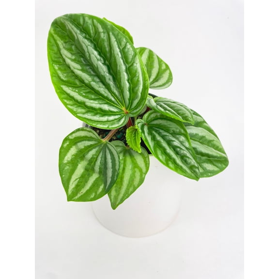Peperomia Sp. Ecuador Live Mature Full Houseplant in Nursery Pot, Easy Low Maintenance Plant by JitoHouse (Bumble Plants)