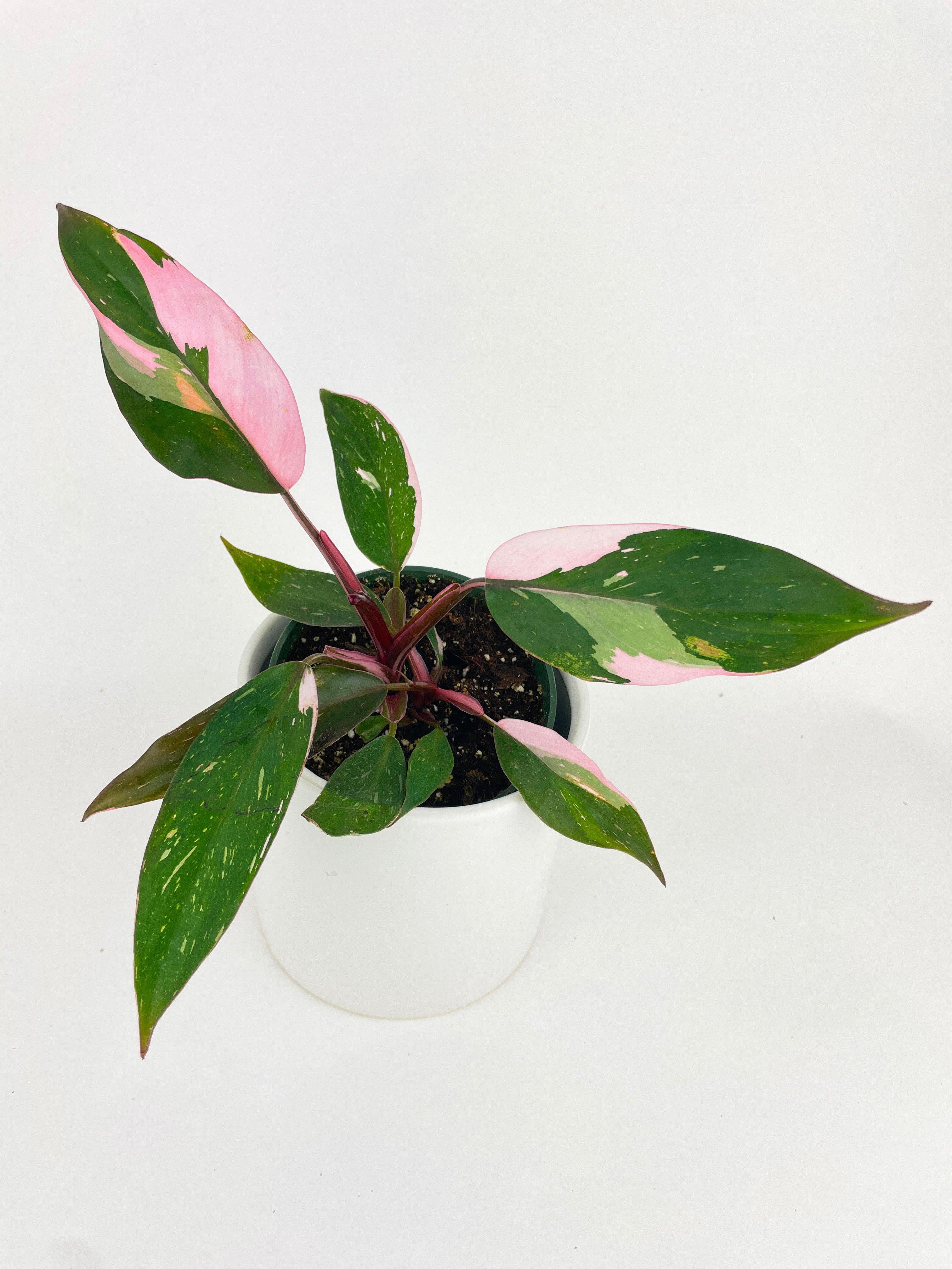 Walmart Pink Princess Philodendron