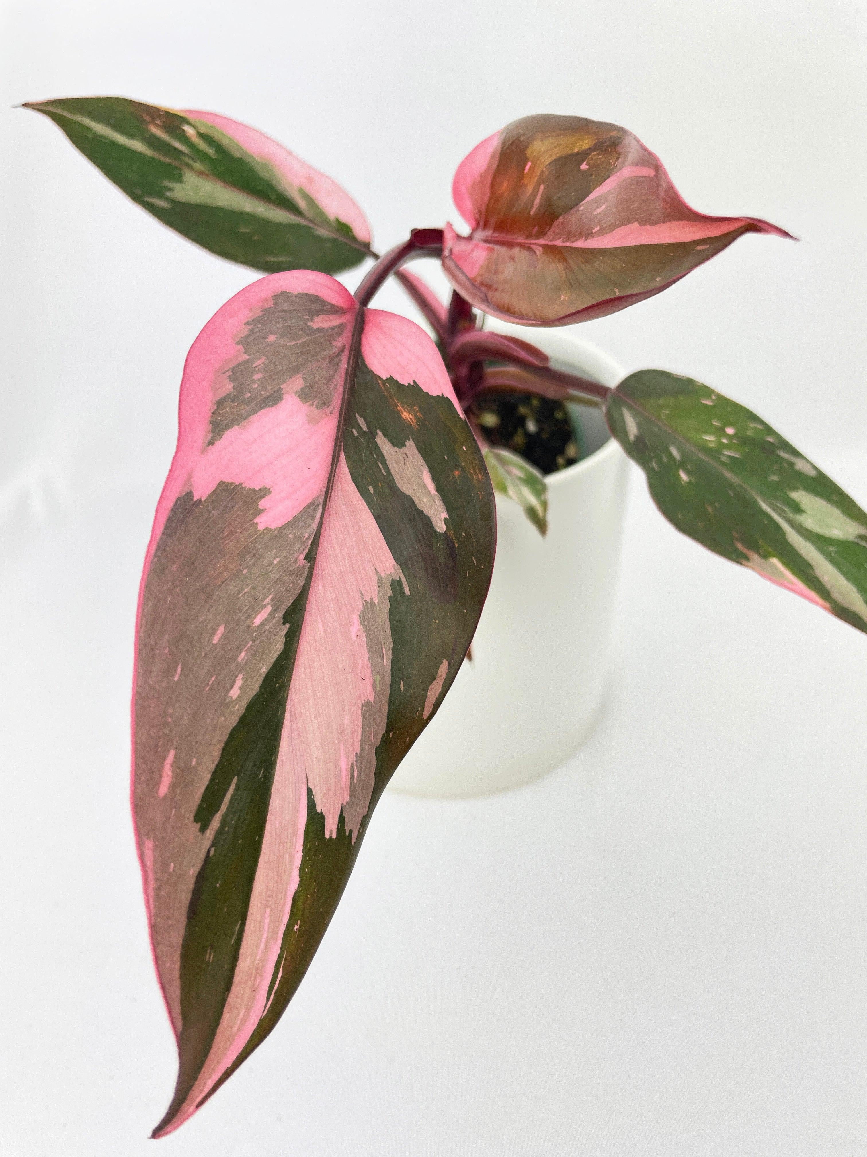 philodendron rose Philodendron 'Princesse Rose Marbré' – Secret Garden Plant Shop