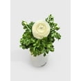 thumbnail image 1 of Bumble Plants Ranunculus Flower Blooming Plant - Full Live Colorful Houseplant in Nursery Pot, Easy Care, Indoor Plant for Beginners, 1 of 7