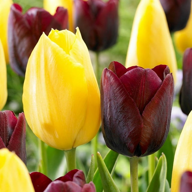 Bumblebee Tulip Duo Flower Bulbs 30 Bulbs per Pack Good as Cut