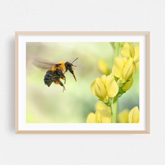 Bumblebee at yellow Baptisia - Photography Insect Wildlife Nature Flowers Floral Garden Oak Framed Wall Art Print 24 x 36 inches