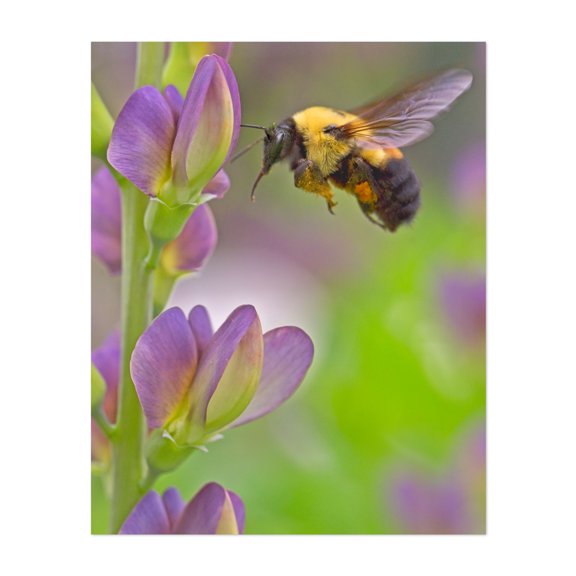 Bumblebee on Baptisia - Photography Insect Wildlife Floral Nature Botanical Garden Summer Unframed Wall Art Print 6 x 8 inches