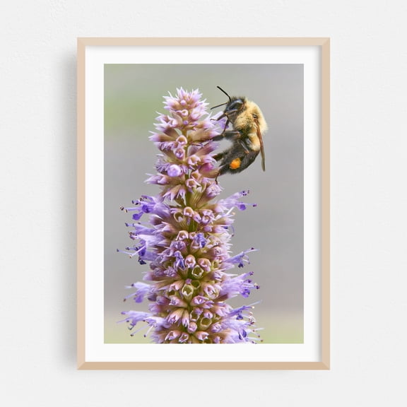 Bumblebee on Blue Giant Hyssop - Photography Insect Wildlife Flowers Botanical Nature Floral Garden Oak Framed Wall Art Print 20 x 30 inches