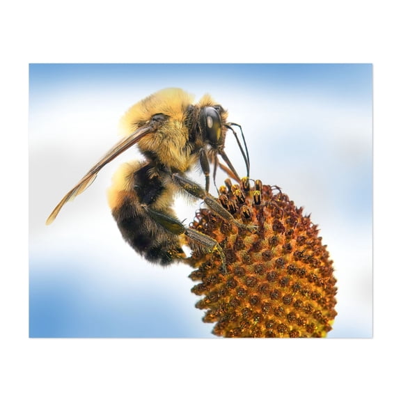 Bumblebee on Rudbeckia - Photography Insect Wildlife Nature Animal Botanical Unframed Wall Art Print 6 x 8 inches