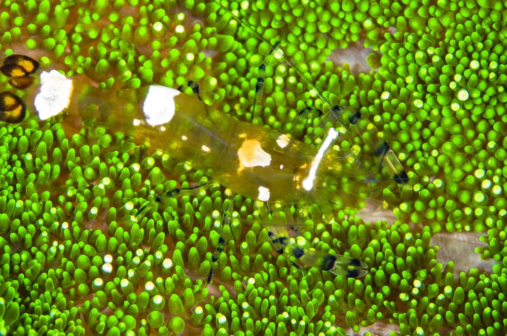 Bumblebee shrimp on adhesive anemone Australia Canvas Art - Todd WinnerStocktrek Images (18 x 12)