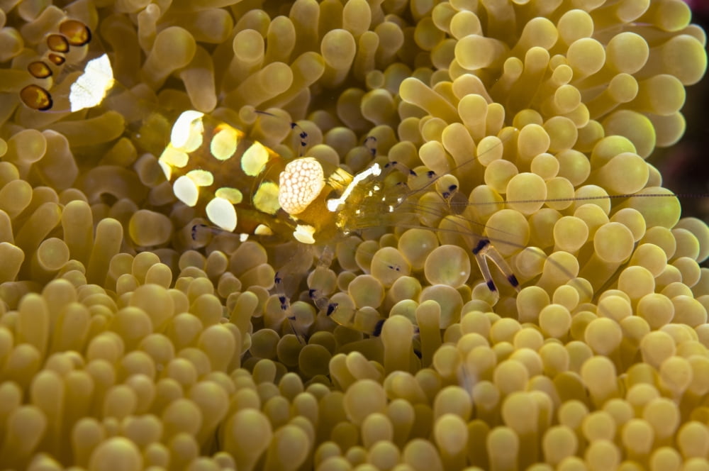 Bumblebee shrimp on adhesive anemone Australia Canvas Art - Todd WinnerStocktrek Images (18 x 12)