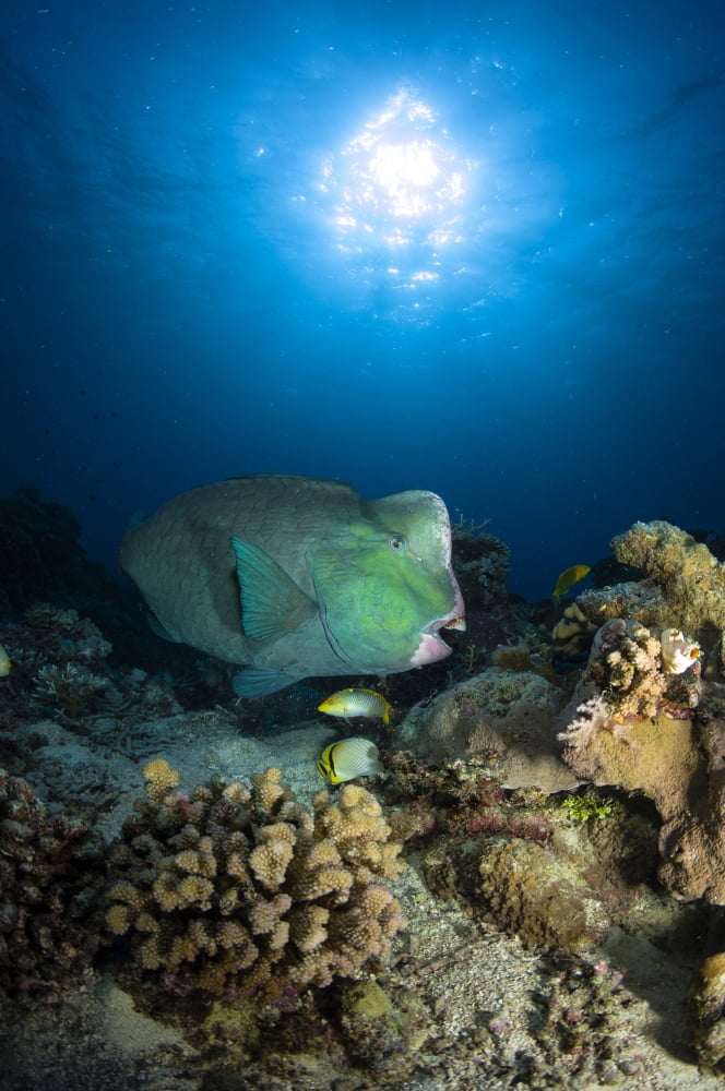 Bumphead Parrotfish Australia Canvas Art - Todd WinnerStocktrek Images (23 x 35)