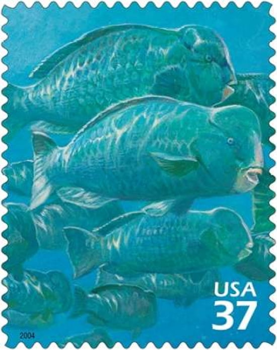 Bumphead Parrotfish Canvas Art - US POSTAL SERVICE (24 x 30)