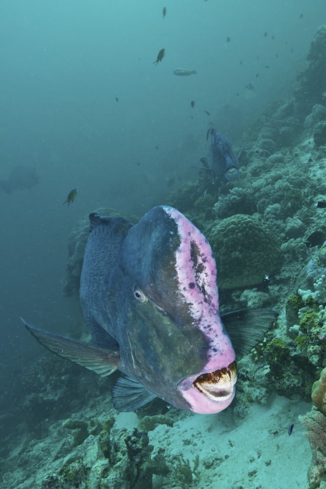 Bumphead parrotfish Sabah Malaysia Canvas Art - Mathieu MeurStocktrek Images (12 x 18)