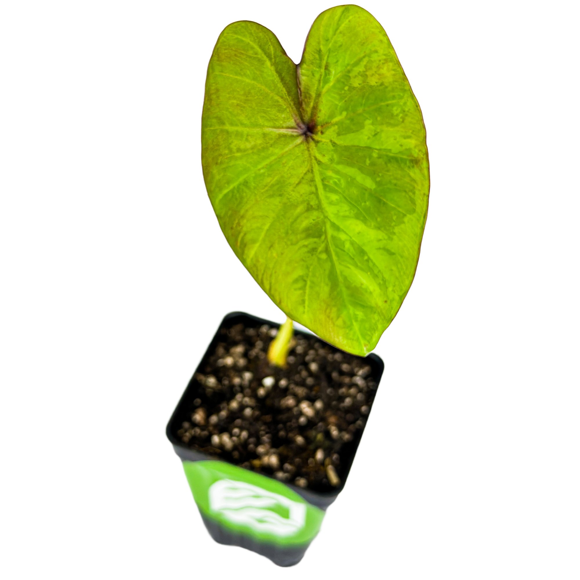 Bun Long Edible Elephant Ear - Colocasia esculenta - Walmart.com