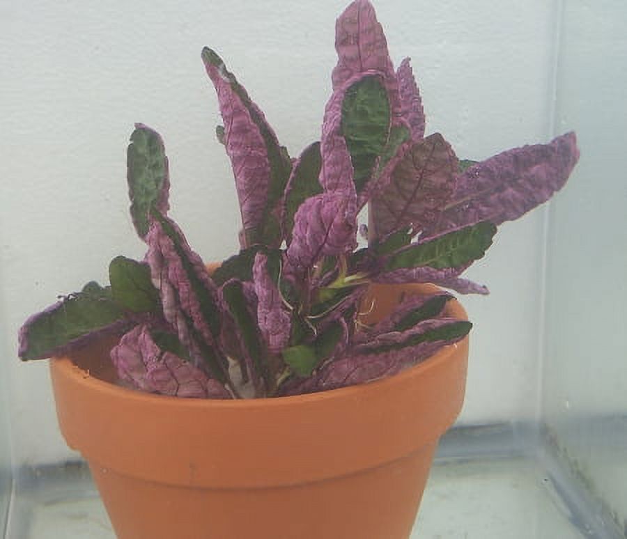 Bunch Plants: Hemigraphis colorata: Purple Waffle - image 1 of 1