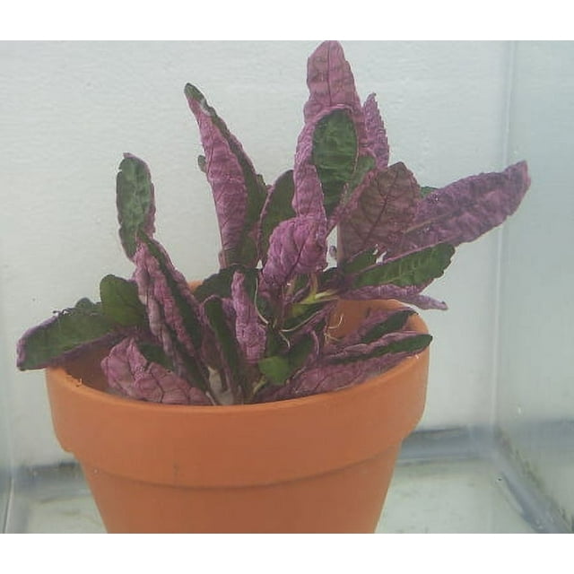 Bunch Plants: Hemigraphis colorata: Purple Waffle