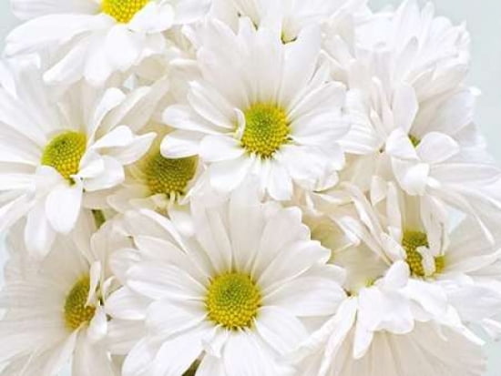 Bunch of White Daisies Canvas Art - Gail Peck (22 x 28)