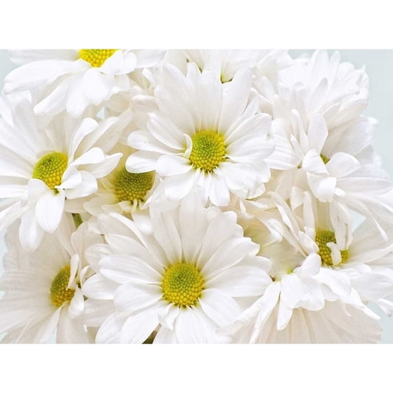 Bunch of White Daisies Poster Print by Gail Peck