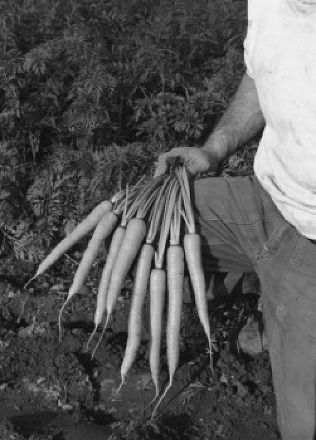 Bunch of carrots Canvas Art - (18 x 24)