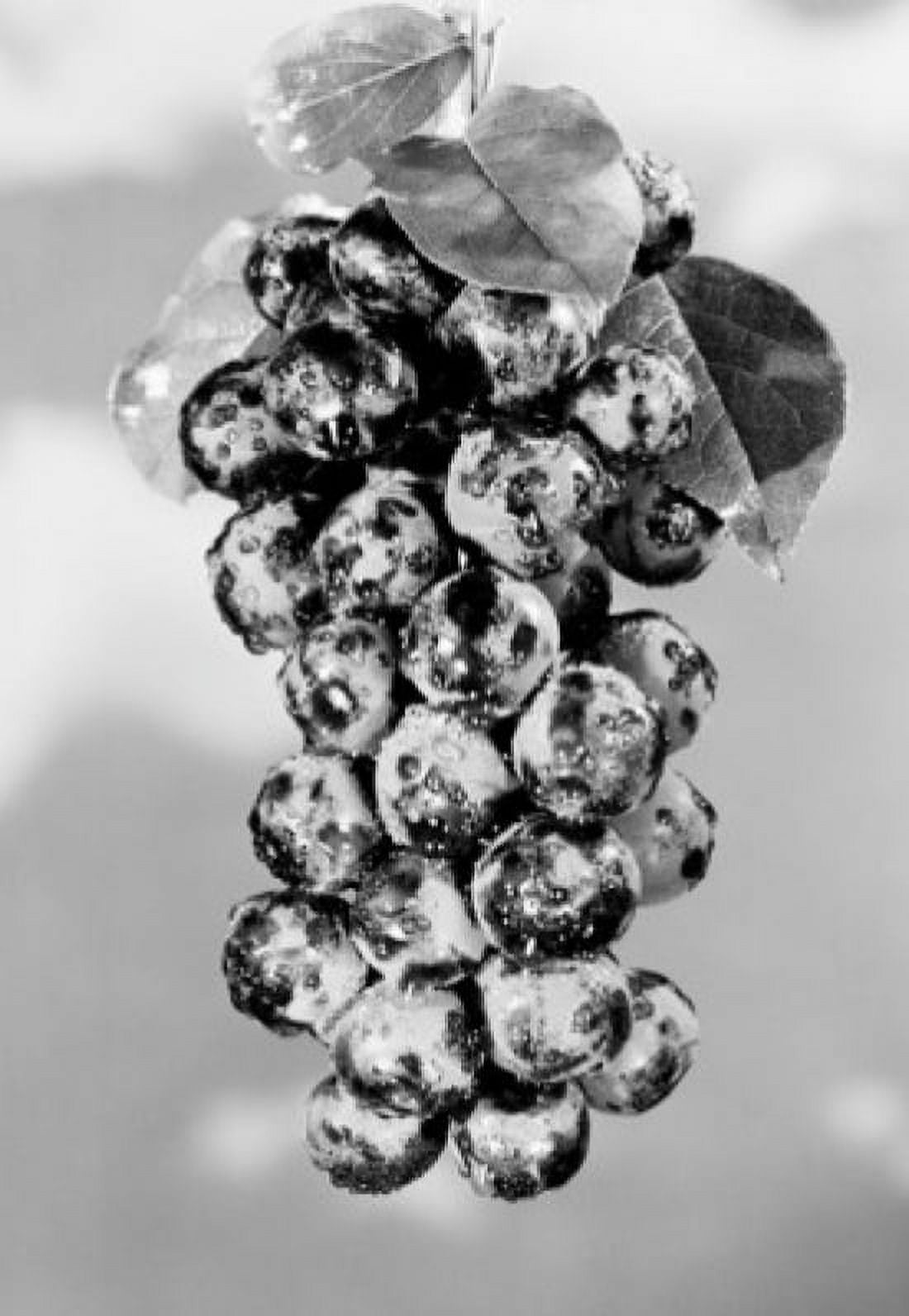 Bunch of fresh grapes close-up Canvas Art - (24 x 36)