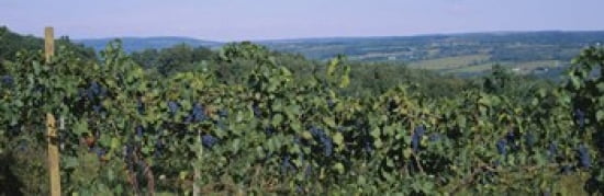Bunch of grapes in a vineyard Finger Lakes region New York State USA Canvas Art - Panoramic Images (36 x 12)