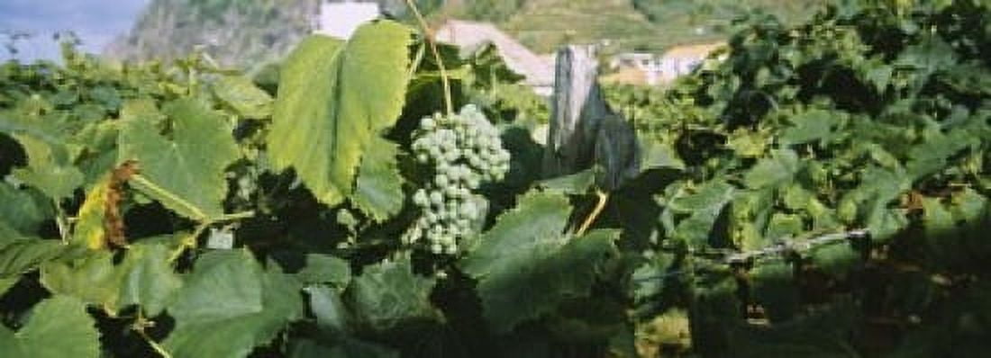 Bunch of grapes in a vineyard Sao Miguel Ponta Delgada Azores Portugal Canvas Art - Panoramic Images (18 x 7)