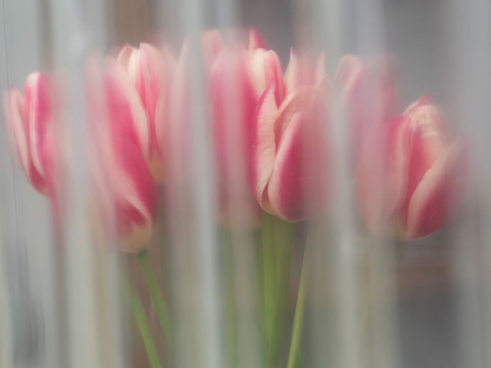 Bunch of pink and white tulips through windowSkagit Valley Tulip