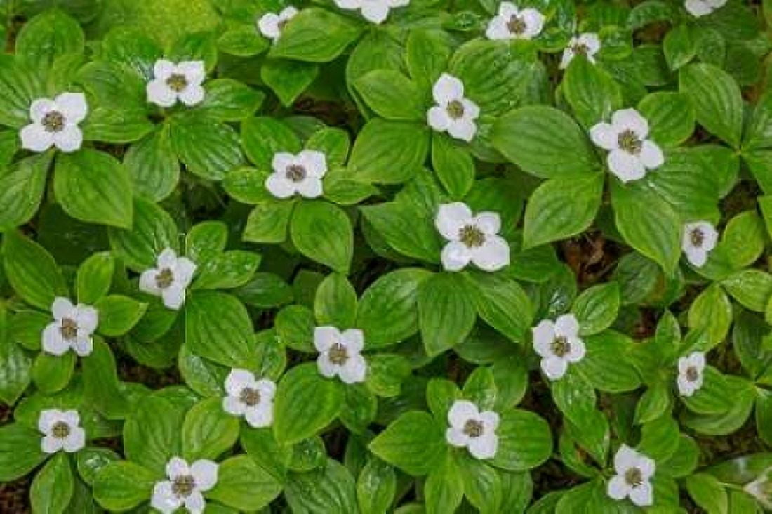 Bunchberry Canvas Art - Kathy Mahan (12 x 18)