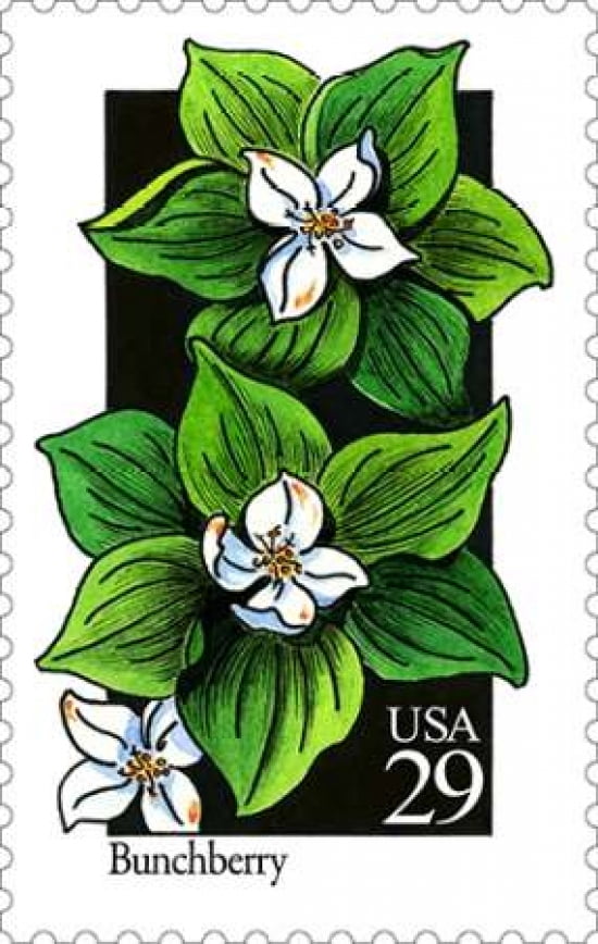 Bunchberry Canvas Art - US POSTAL SERVICE (24 x 36)