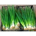 Bunching Green Onions Scallions DHF10 250+ Seeds for Planting Vegetable