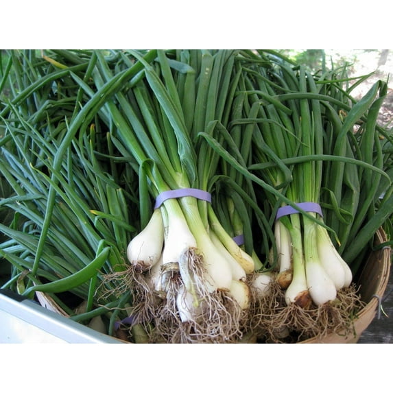 Bunching Onion Plants - 3" Pot with Multiple Live Plants