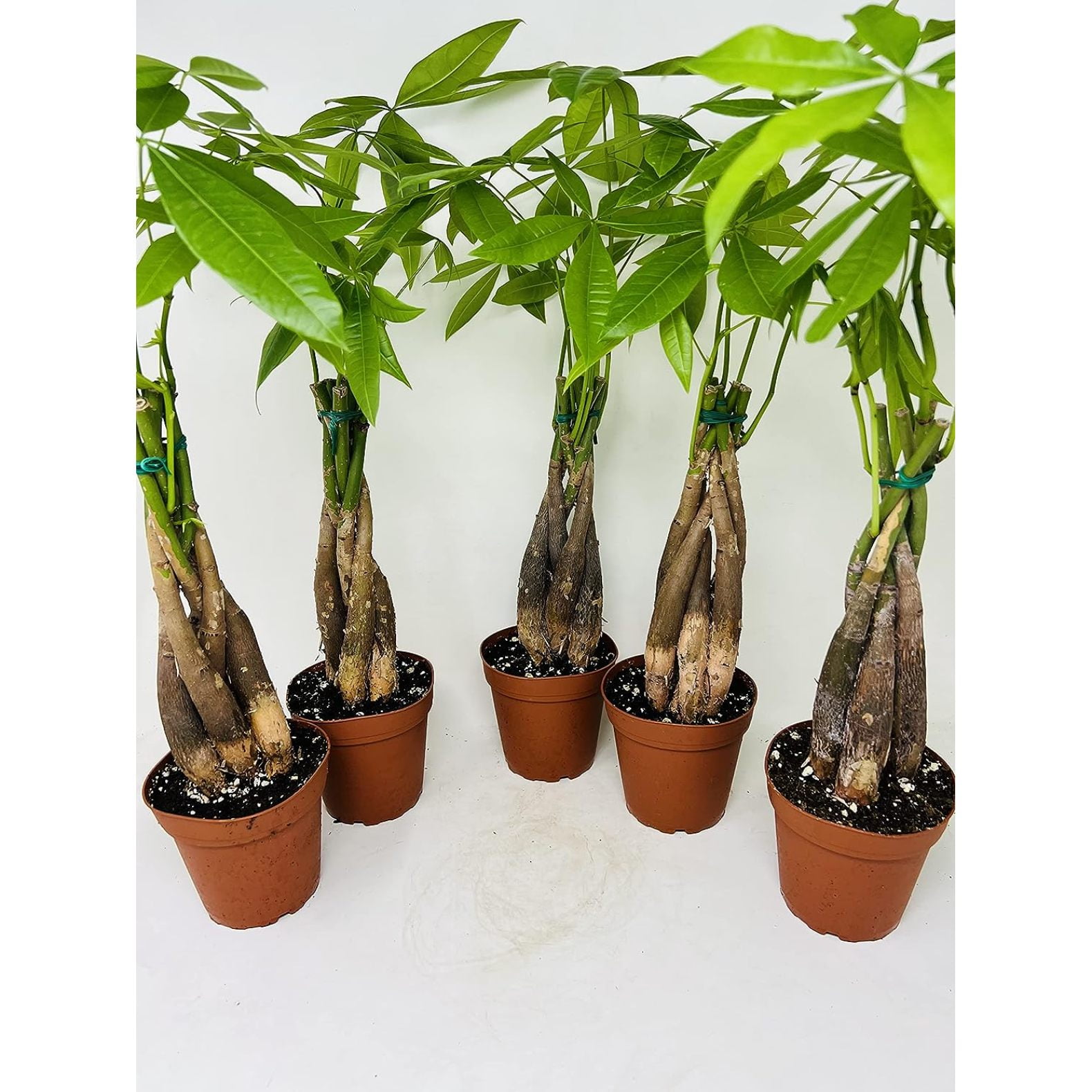 Bundle Money Tree Plants in 5 Training Pots Pachira Aquatica Trees