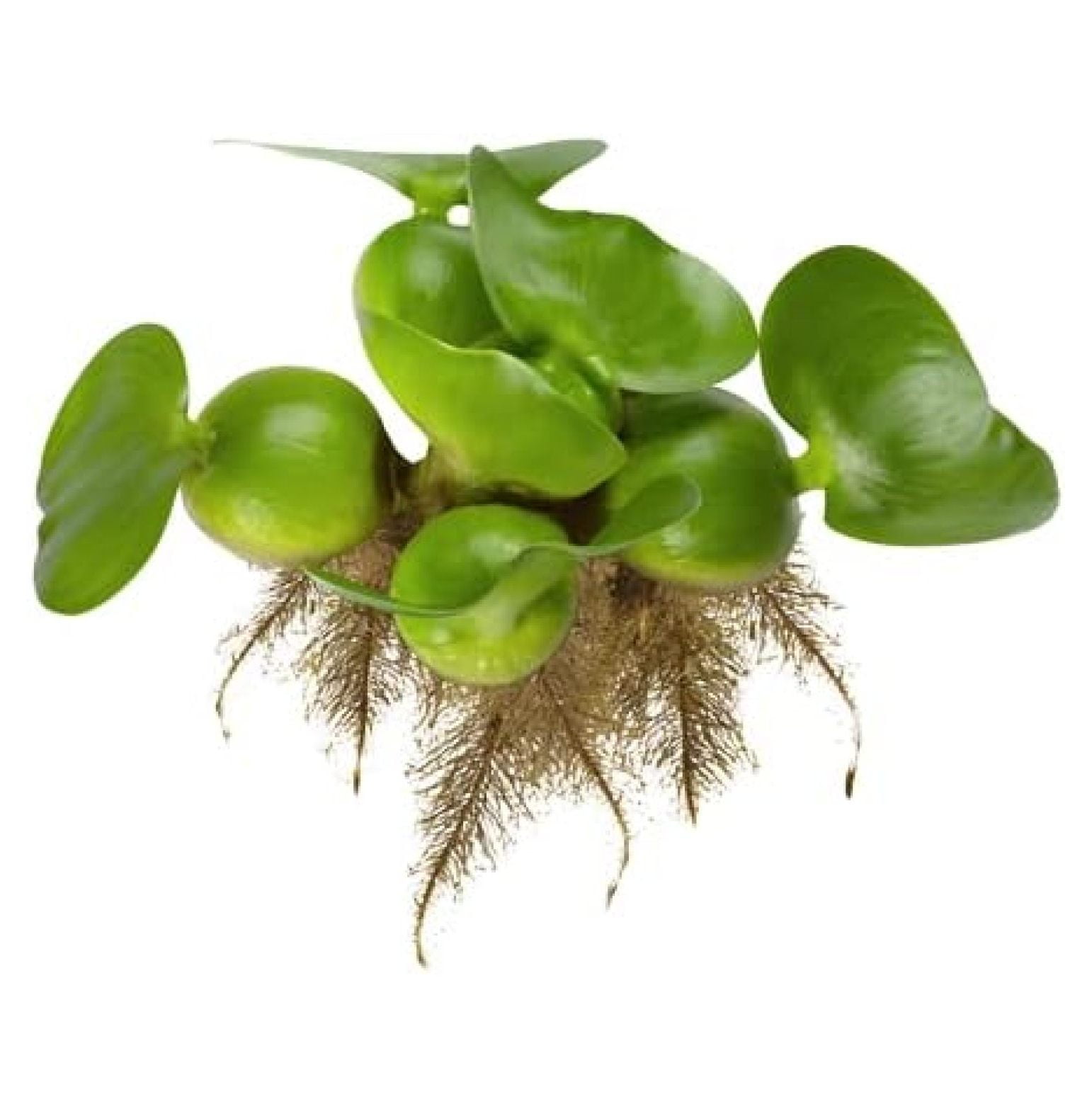 Bundle of Water Hyacinth Floating Pond Plants Live Aquatic Plant Great