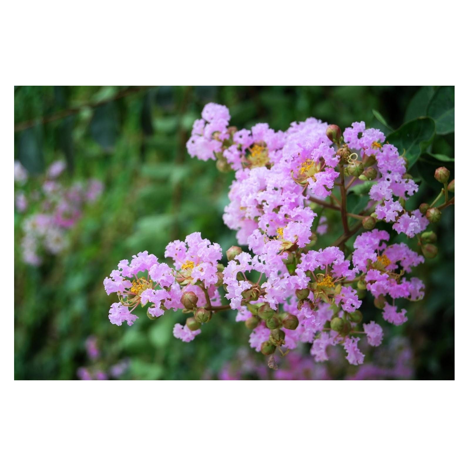 Bundle of 4 Muskogee Crepe Myrtle Trees PURPLE S Quart Containers FIBROUS ROOT SYSTEM